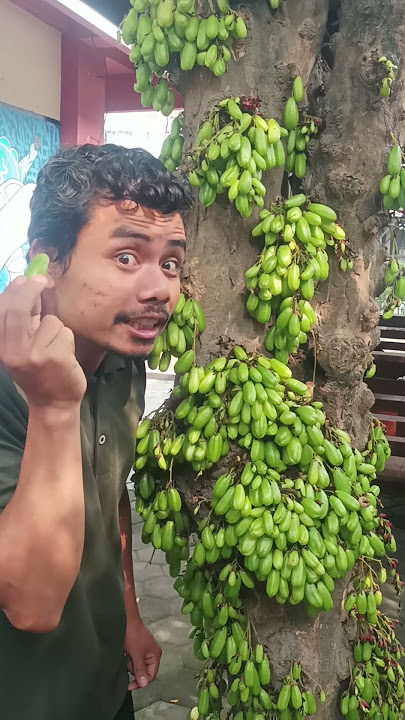 Dibalik asemnya belimbing wuluh yang banyak manfaatnya #buahbuahansega #bertanambuah #makanbuah