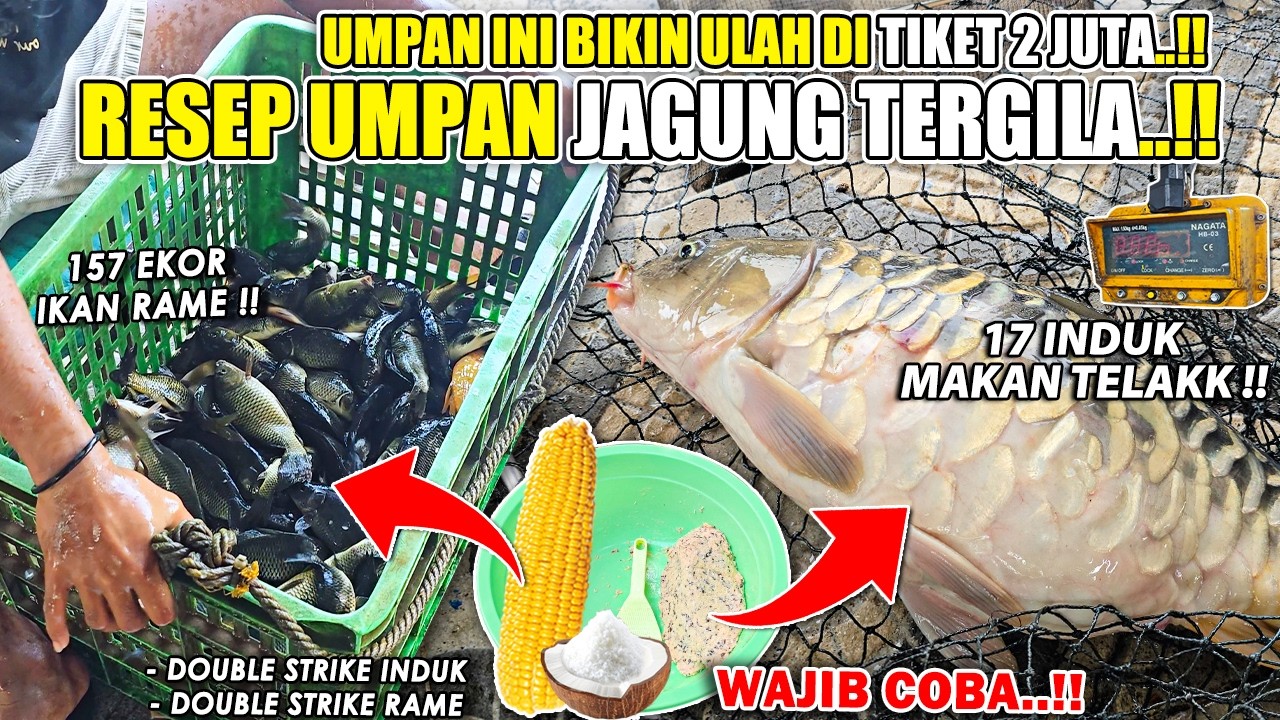 MENGGILA DI TIKET 2 JUTA !! RACIKAN KEJAM UMPAN JAGUNG SERUNDENG ❗❗ SIKAT IKAN RATUSAN EKOR  ❗❗