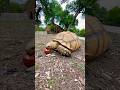 Eat with me #turtle #turtlewatching #tortoise #petlover #asmr #asmrsounds #asmreating #park