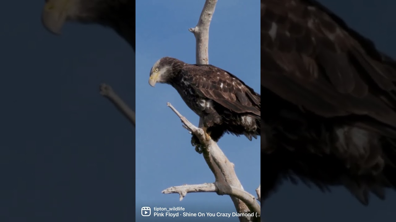 A young Bald Eagle coughing up a pellet! 