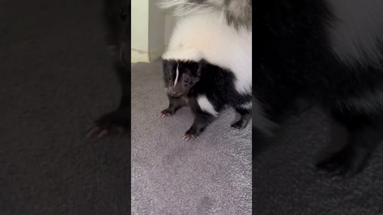 Skunk playing with cat. 