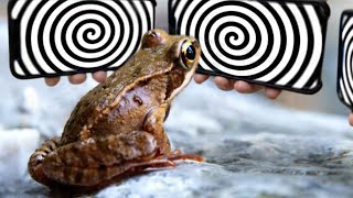 Animal को Hypnotize कैसे किया जाता है ।। Things That Hypnotize Every Animals