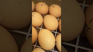 Day 20 – The waiting is almost over 🥚