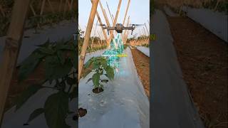 Teknologi Modern untuk Tanaman Cabai yang terbebas dari hama dan penyakit! 🌶️🌱🚁 #berkebun #teknologi