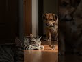 잠에 취한 고양이를 지켜보는 생쥐와 강아지 cat &amp; mouse &amp; dog