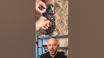 Derm reacts to tick "INFESTSTION" #dermreacts #doctorreacts #tickinfestation