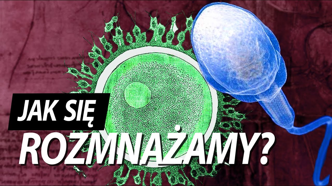 Kiedy zaczyna się życie?