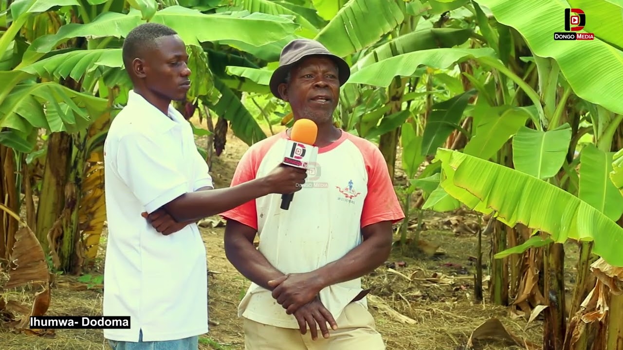 JIFUNZE KILIMO CHA NDIZI (MIGOMBA) KUPANDA HADI MAVUNO, CHANGAMOTO ZAKE 