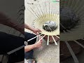 Le bambou flexible : comment des roseaux fendus défient la gravité pour former une coupole