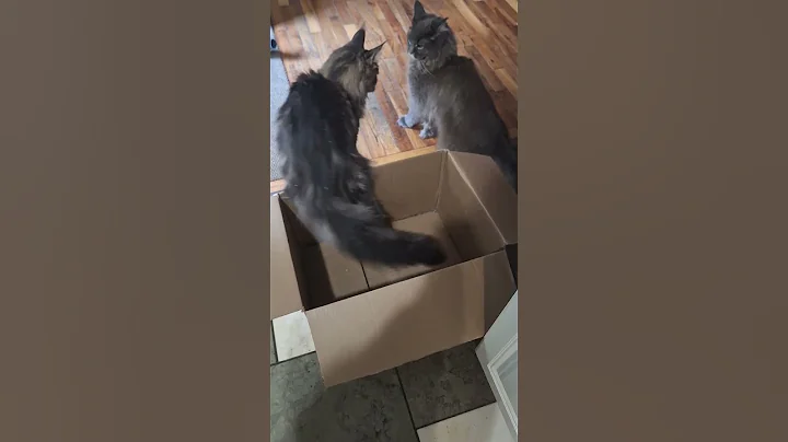 Watch the video about Them two!! #cat #mainecooncats #cute #mainecoon