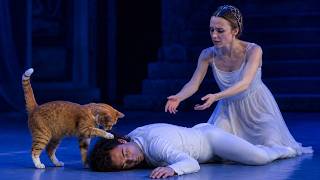 A Cat Walked On Stage and Crashed Romeo and Juliet