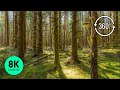 Virtual forest relaxation  8k 360 vr  peaceful forest with birds chirping and nature sounds
