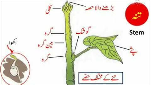 Bridge course | Day 3 | Std 7th | Science | Deshmukh Fauziya Sultana | Sunbeam Creations |