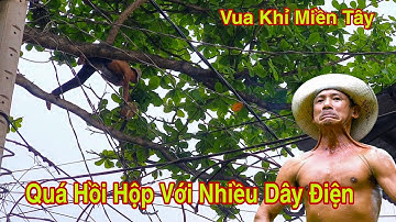 Vua Khỉ Miền Tây Cưa Cây Bàng Nhớt Siêu Nhiều Dây Điện Cực Kì Khó Khăn ( phần 3 )