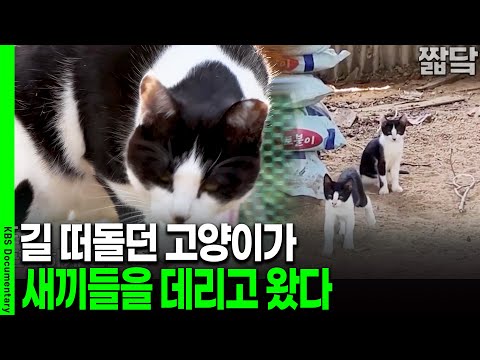 [Unaired Exclusive] I took care of a stray cat and it brought me all its kittens | KBS 20251205 B...