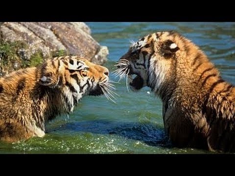 Russia Nature Documentary 2015 Beautiful Wildlife Of Siberia (Tiger, Husky)