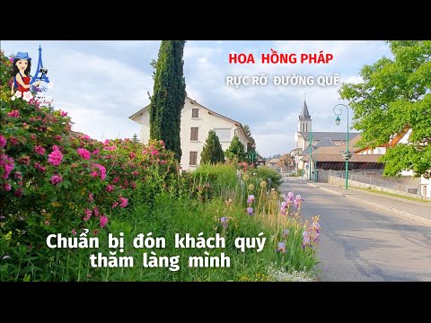 Video Hoa Hồng nở rực đường Thôn quê nước Pháp-Mùa trái cây... - youtube