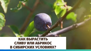 Защита деревьев от вредителей