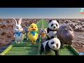 🐰🐤Roro, Dodo & Kiki: Slippery Aloe Vera & The Bamboo Track!