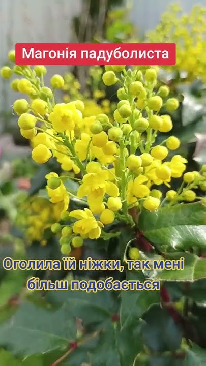 Магонія падуболиста #квітидлясаду #квітиукраїни #весна2024 #садівництво ...