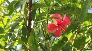 The Beauty Of China Rose In Forest Hibiscus Rosa Sinensis Bh