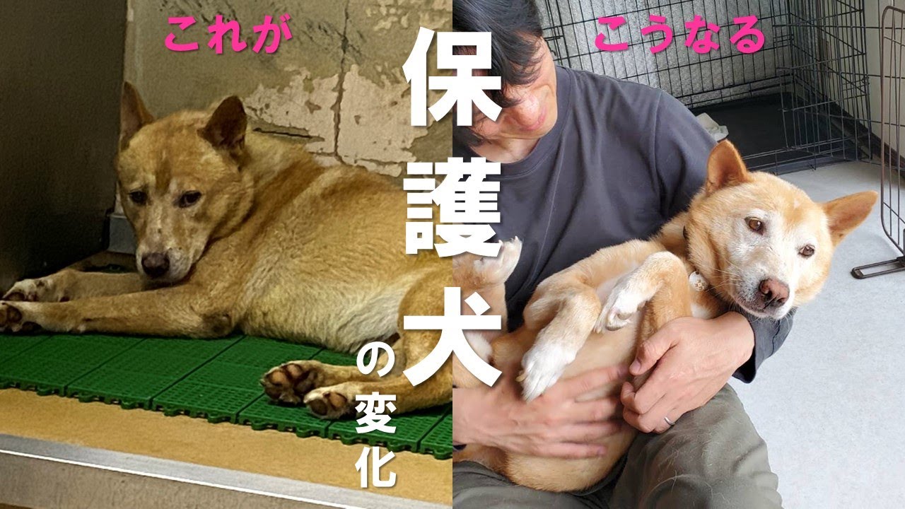 元保護犬のマロン。施設でみんなに愛されて、どんどん変化して、うちの次男坊になります