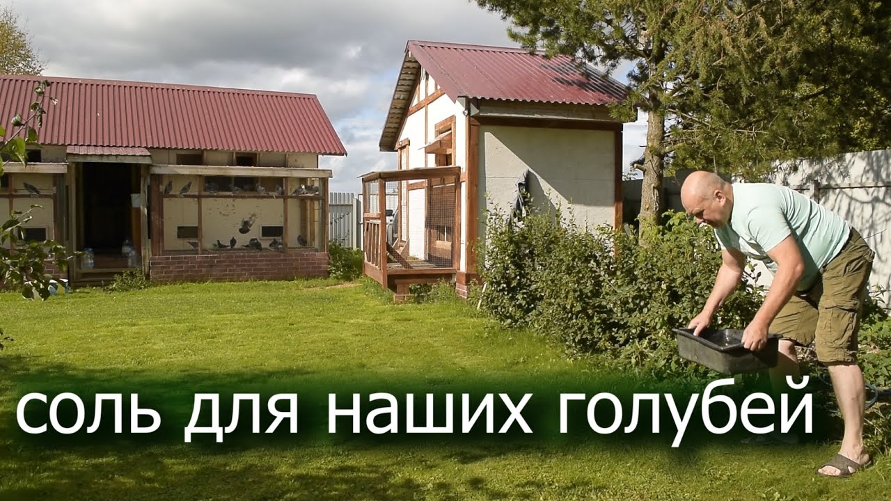 Банный день для наших голубей. Август 2025 года.