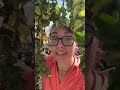 Meet An Amazing Hoya Compactica or Hindi Rope Plant / my New Hair Style #hoya #plantsoftiktok