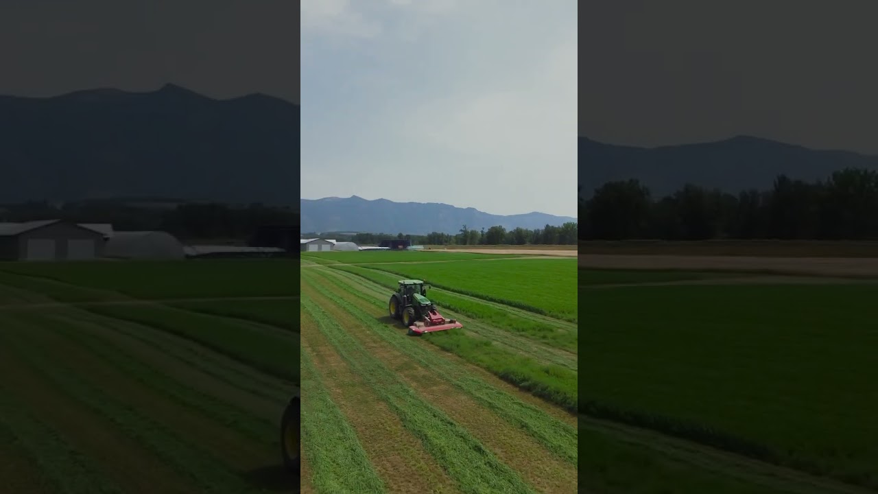 Cutting grass silage❗️ 