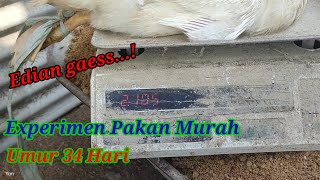 Cara Pembesaran Bebek Pedaging Dengan Pakan Murah #peternakan #limbah #duck
