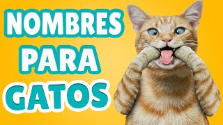 ✅ 25 Original Names for Male Cats 🐱