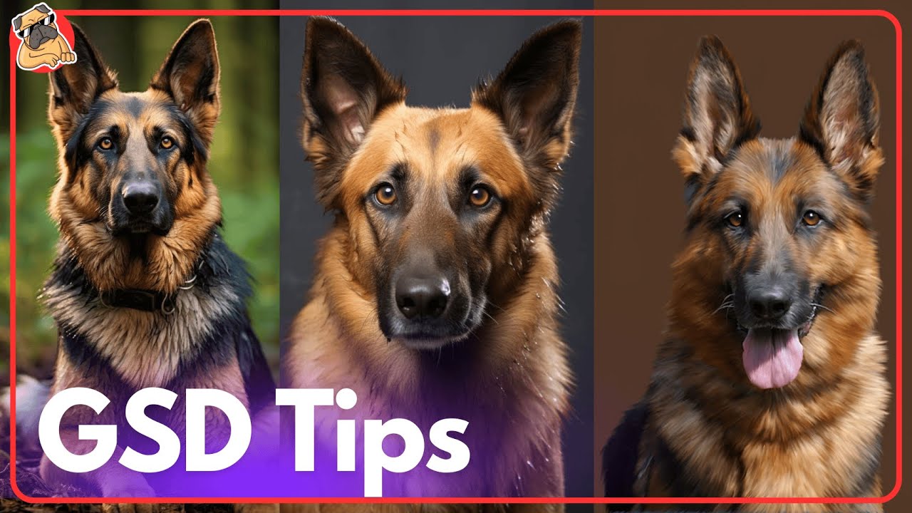 Is a German Shepherd Right for You? 10 Brutal Truths YouTube