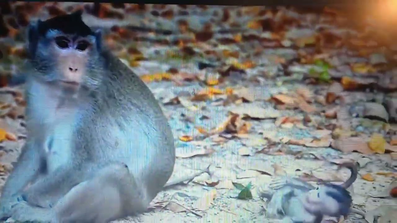 Hysterical baby monKEY in ACTion