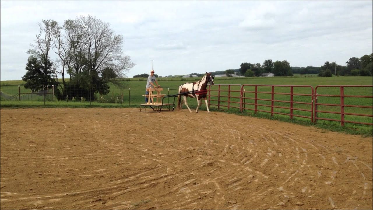 Horse Driver Training 3 YouTube