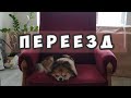 Переезд, Персик🍑 стрессует, а мы едим пиццу.