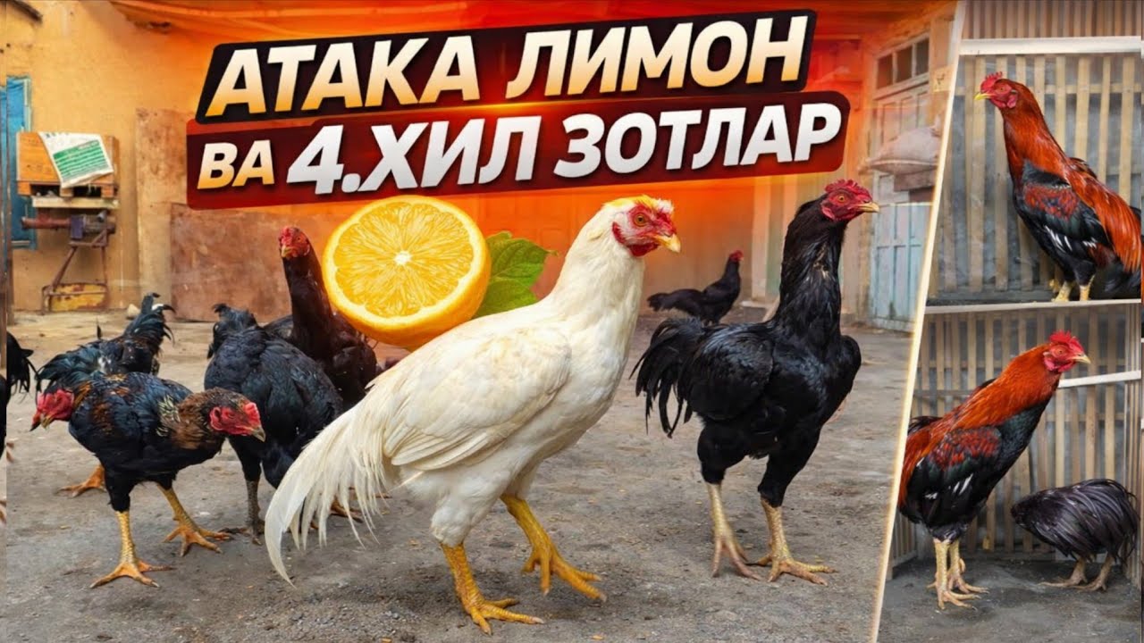 (ОХУНОВ ТВ) ТОЗА  ЗОТЛАРИ АТАКА ЛИМОН ВА КАРЕЯ 