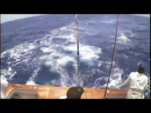 Blue Marlin Fly Rod Action - STALKER - Capt. Georg...