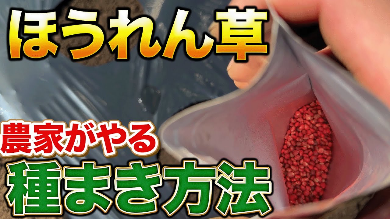 これで失敗しない！ほうれん草の種まき方法