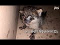 [ENG]허피스로 눈이 붙은 젖먹이를 구조했어요 rescued Kitten