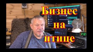 Бизнес на птице. Отзывы об 