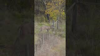 MEGA 10 point tearing up a fencepost #BEEREAL #shorts