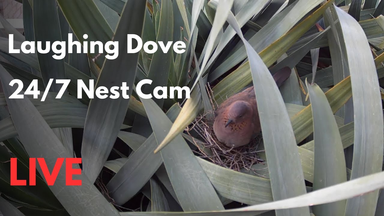 Laughing Dove - Live nest cam - Day 19