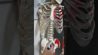 Xiphoid process