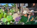 蓮とお地蔵様　生蓮寺（しょうれんじ）奈良県五條市