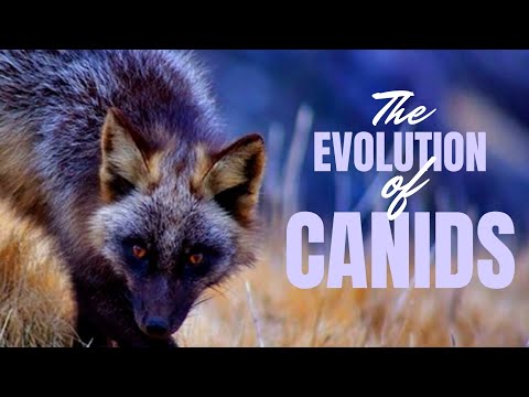 The Evolution of Canids ~ with David Ian Howe