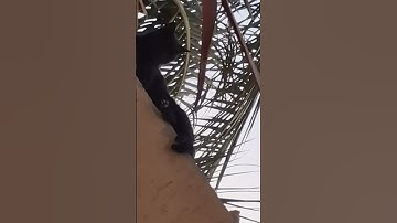 هذا خلق الله فروني ماذا خلق الذين من دونه #تلاوة_خاشعة #سورة_لقمان #قران_كريم #ليك_متابعه_فولو