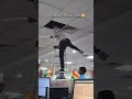 tag your officemate#new #viralshorts #office #aslay #newjoinee ##songlyrics #explore