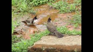 Birds bath 🚿