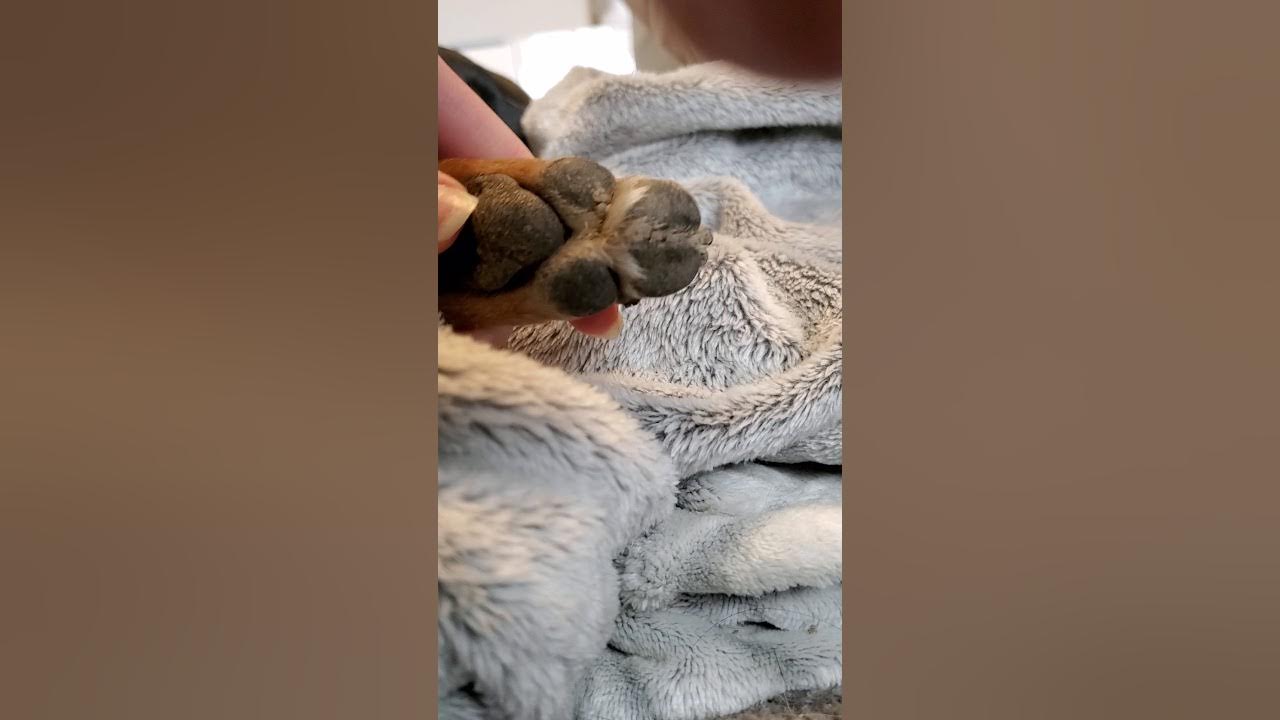 SHAVING YOUR DOG'S PAWS/PADS AT HOME YouTube