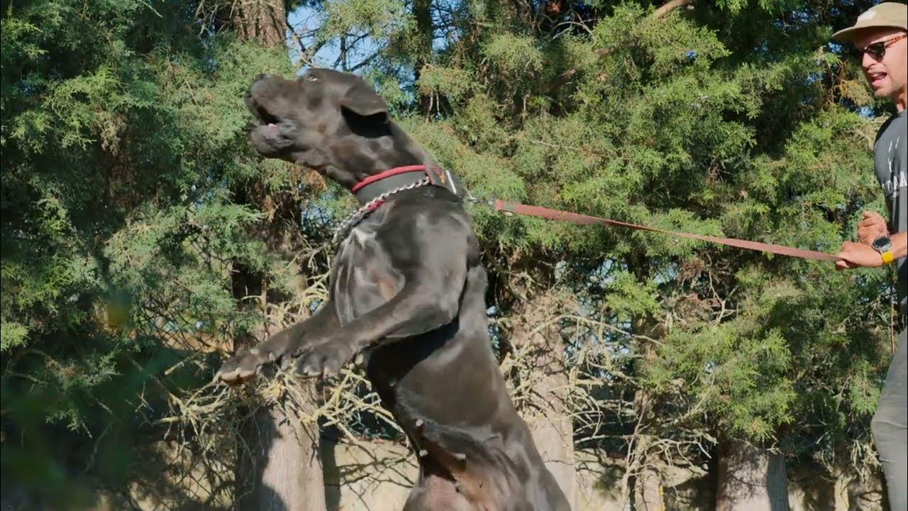 Unleashing the Power & Control of The Boerboels Incredible Bite Work